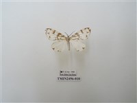 藏品(大花斑蝶燈蛾)的圖片